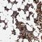 Autophagy Related 2A antibody, NBP1-83009, Novus Biologicals, Immunohistochemistry paraffin image 