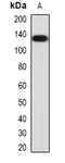 Euchromatic Histone Lysine Methyltransferase 2 antibody, abx225155, Abbexa, Western Blot image 