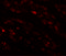 Calcium Release Activated Channel Regulator 2A antibody, 6045, ProSci, Immunofluorescence image 