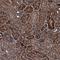 Tripartite Motif Containing 7 antibody, HPA039213, Atlas Antibodies, Immunohistochemistry frozen image 