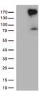 Erb-B2 Receptor Tyrosine Kinase 4 antibody, M00296-2, Boster Biological Technology, Western Blot image 