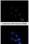 GRIP And Coiled-Coil Domain Containing 1 antibody, PA5-31653, Invitrogen Antibodies, Immunofluorescence image 