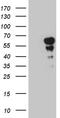 Paired Box 7 antibody, TA811661, Origene, Western Blot image 