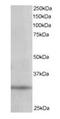 Phosphatidylinositol Transfer Protein Alpha antibody, orb18649, Biorbyt, Western Blot image 