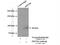 SET And MYND Domain Containing 4 antibody, 17594-1-AP, Proteintech Group, Immunoprecipitation image 