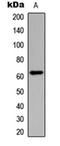 CD101 Molecule antibody, orb235067, Biorbyt, Western Blot image 