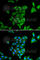 Phytanoyl-CoA dioxygenase, peroxisomal antibody, A6304, ABclonal Technology, Immunofluorescence image 
