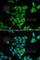 Phytanoyl-CoA 2-Hydroxylase antibody, A6304, ABclonal Technology, Immunofluorescence image 