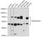 Heparanase antibody, GTX57224, GeneTex, Western Blot image 