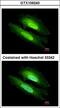 Retinal rod rhodopsin-sensitive cGMP 3 ,5 -cyclic phosphodiesterase subunit delta antibody, LS-C186054, Lifespan Biosciences, Immunocytochemistry image 