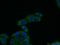 Extracellular Matrix Protein 1 antibody, 11521-1-AP, Proteintech Group, Immunofluorescence image 