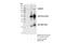 SH3 Domain Binding Protein 4 antibody, 55935S, Cell Signaling Technology, Immunoprecipitation image 