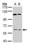 Myocyte Enhancer Factor 2A antibody, orb14772, Biorbyt, Western Blot image 
