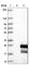 Endothelin-2 antibody, HPA028459, Atlas Antibodies, Western Blot image 