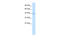 General Transcription Factor IIA Subunit 1 Like antibody, 27-723, ProSci, Western Blot image 