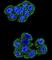 Cytochrome b-c1 complex subunit Rieske, mitochondrial antibody, abx026371, Abbexa, Western Blot image 