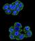 Ubiquinol-Cytochrome C Reductase, Rieske Iron-Sulfur Polypeptide 1 antibody, abx026371, Abbexa, Western Blot image 