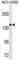 CD11C antibody, abx025383, Abbexa, Western Blot image 