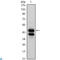 GATA Binding Protein 1 antibody, LS-C812615, Lifespan Biosciences, Immunofluorescence image 