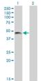 PHD Finger Protein 7 antibody, H00051533-M13, Novus Biologicals, Western Blot image 