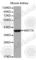 Wnt Family Member 7A antibody, A5425, ABclonal Technology, Western Blot image 