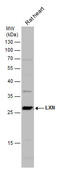 Latexin antibody, GTX107116, GeneTex, Western Blot image 
