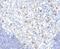 IgM antibody, 33-888, ProSci, Immunohistochemistry paraffin image 