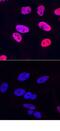 CREB Binding Protein antibody, MAB6906, R&D Systems, Immunofluorescence image 
