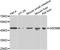 Gasdermin B antibody, A7474, ABclonal Technology, Western Blot image 