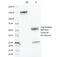 Chymotrypsin Like Elastase 3B antibody, 33-361, ProSci, Enzyme Linked Immunosorbent Assay image 