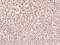 ADP-Ribosylarginine Hydrolase antibody, 207553-T08, Sino Biological, Immunohistochemistry frozen image 