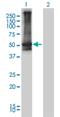 Arrestin Beta 2 antibody, H00000409-M01, Novus Biologicals, Western Blot image 