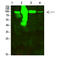 Aconitase 2 antibody, STJ99345, St John