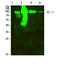 Aconitase antibody, STJ99345, St John