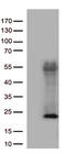 hAsf1b antibody, TA813127S, Origene, Western Blot image 