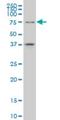 Transcription Factor 4 antibody, H00006925-M01, Novus Biologicals, Western Blot image 