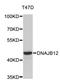 DnaJ Heat Shock Protein Family (Hsp40) Member B12 antibody, STJ26872, St John