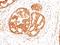 COP9 Signalosome Subunit 3 antibody, orb214801, Biorbyt, Immunohistochemistry paraffin image 