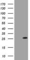 BCL2 Interacting Protein 1 antibody, MA5-26528, Invitrogen Antibodies, Western Blot image 