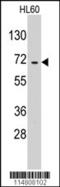 GluRS antibody, 63-004, ProSci, Western Blot image 