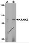 KN Motif And Ankyrin Repeat Domains 3 antibody, 7311, ProSci, Western Blot image 