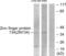 Zinc Finger Protein 134 antibody, abx013527, Abbexa, Western Blot image 