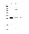 TNF Superfamily Member 12 antibody, A02009-1, Boster Biological Technology, Western Blot image 