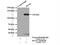 Splicing Factor 3a Subunit 1 antibody, 15858-1-AP, Proteintech Group, Immunoprecipitation image 