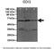 Rho GDP Dissociation Inhibitor Alpha antibody, 31-132, ProSci, Enzyme Linked Immunosorbent Assay image 