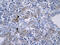 Regulator Of G Protein Signaling 9 antibody, 31-075, ProSci, Enzyme Linked Immunosorbent Assay image 