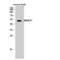 Armadillo Repeat Containing X-Linked 1 antibody, LS-C382120, Lifespan Biosciences, Western Blot image 