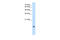 Peptidylprolyl Isomerase A antibody, 30-723, ProSci, Western Blot image 