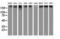 Ubiquitin Specific Peptidase 9 X-Linked antibody, LS-C336907, Lifespan Biosciences, Western Blot image 