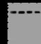 Rho GTPase Activating Protein 1 antibody, 200419-T38, Sino Biological, Western Blot image 